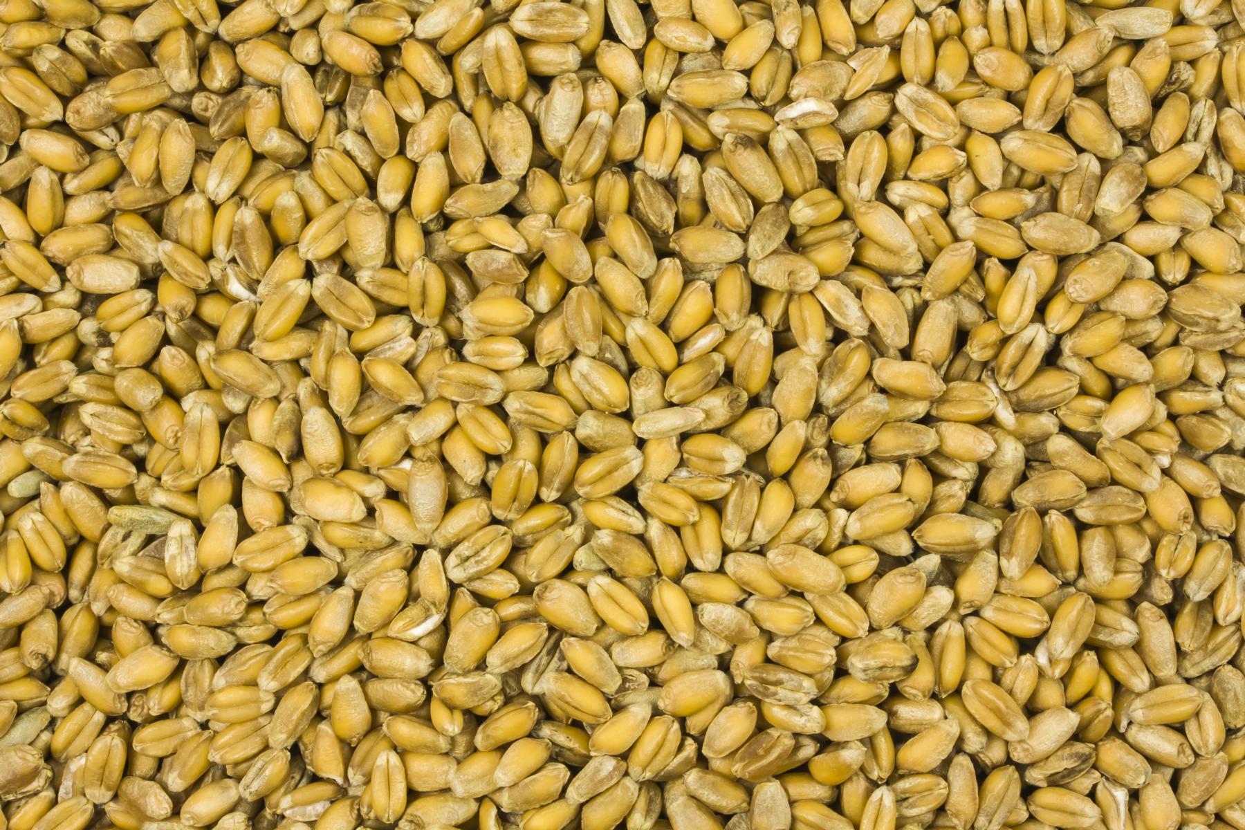 Penice bio 25kg