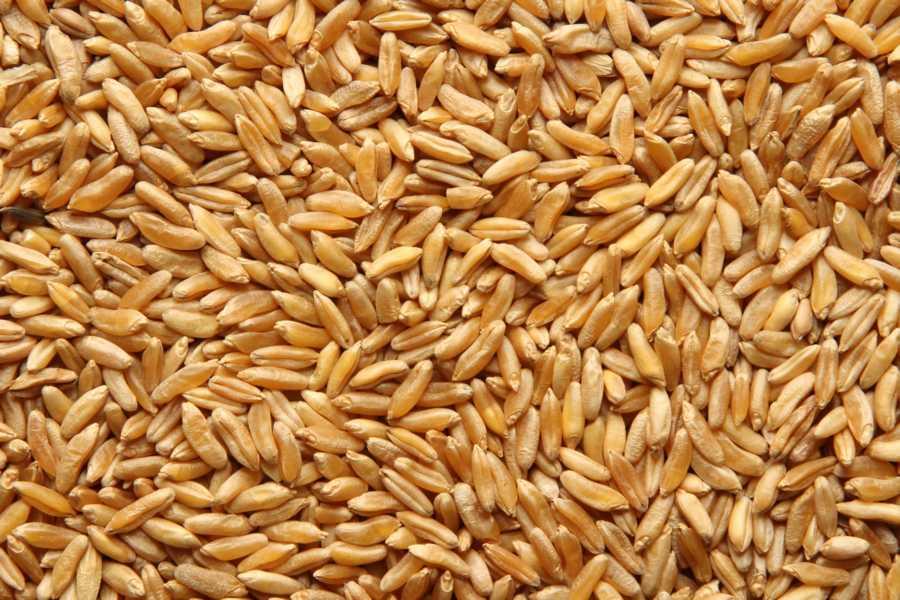 KAMUT® Khorasan penice bio 25kg