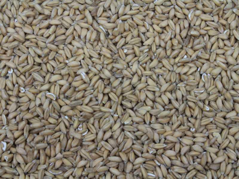 Emmer Bio 25kg