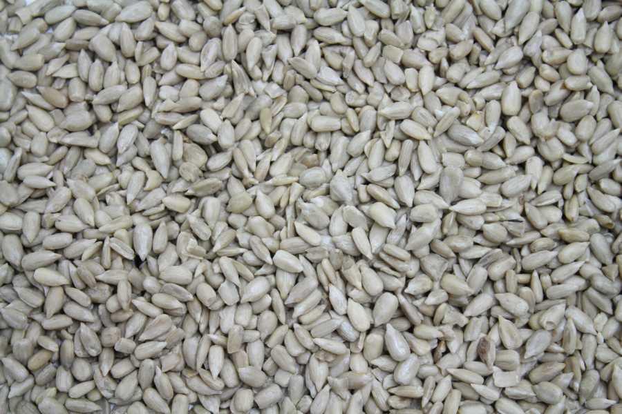 Slunecnicová semena High Oleic bio Evropa 25kg