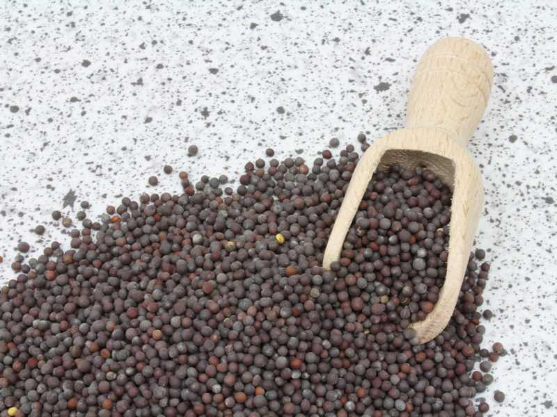 Bio celé hnedé semeno horcice 25kg